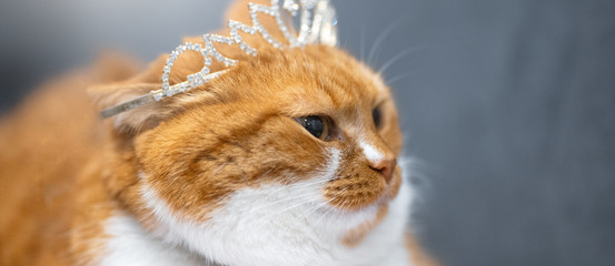 Portrait of red white home Norwegian cat with princess crown on head.