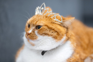 Portrait of red white home Norwegian cat with princess crown on head.