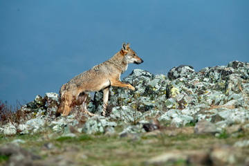 Eurasian grey wolf, Canis lupus walking on rocks in autumn mountain 