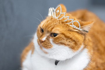 Portrait of red white home Norwegian cat with princess crown on head.