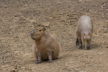 A pair of Capybaras in the zoo. The largest living rodent. 