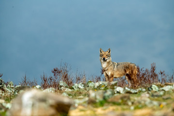 Eurasian grey wolf Canis lupus observing surrounding in autumn mountains