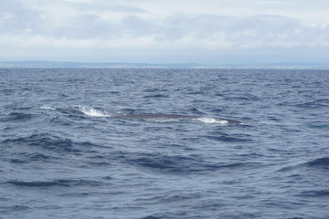 Whale tour in the south of Ireland at the Celtic Sea  Atlantic Ocean