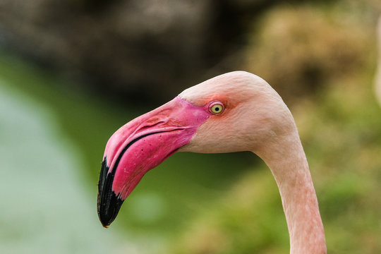 A detail picture of the flamingo´s head. Nice and colorful big bird. 