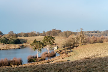 Frosty Walk at Petworth Park