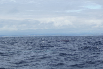 Whale tour in the south of Ireland at the Celtic Sea  Atlantic Ocean
