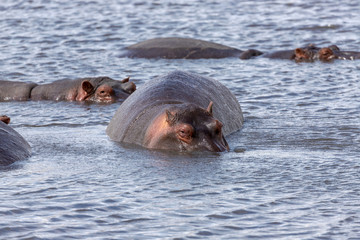 Fototapeta premium hippos in the water Tanzania safari