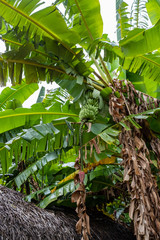 Banana tree