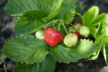 Bush of fresh ripe and unripe strawberry in the garden on the open ground