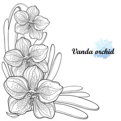 Vector corner bouquet with outline Vanda orchid flower and leaf in black isolated on white background. Epiphyte tropical flower. Exotic ornate Vanda in contour for summer design or coloring book.