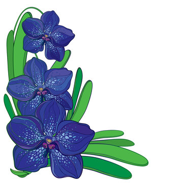 blue orchids green leaves corner arrangement clip art preview