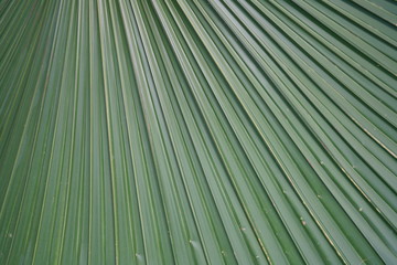 Palm tree branch growing in Singapore