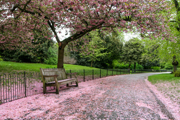 A picture from the park where the wooden bench stands under the cherry tree with pink blooms. The leaves are falling down on the bench and the road. 