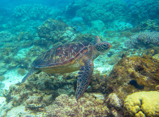 Naklejka na ściany i meble Green turtle swimming underwater photo. Sea turtle closeup. Oceanic animal in wild nature. Summer vacation