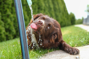 A thirsty dog is drinking water and looking quite funny.  - obrazy, fototapety, plakaty