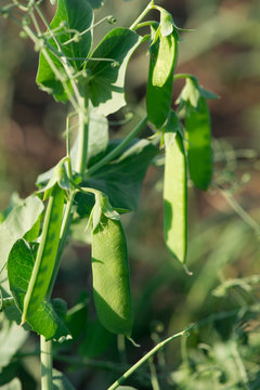 pea grows