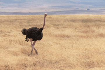 ostrich /safari Tanzania