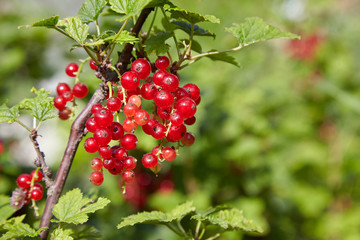 bush of red currant in a garden.