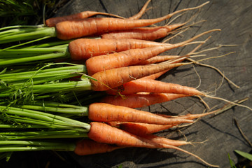 young fresh carrots on a wooden background