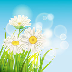 Spring daisies background fresh green grass, pleasant juicy spring colors, vector, illustration, template, banner, isolated