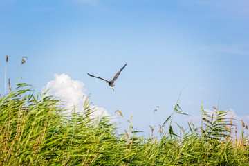 Fototapeta na wymiar Purple Heron takes off over the reeds