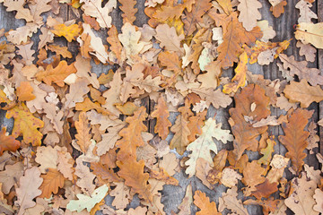 dry oak leaves on wooden boards, background, texture