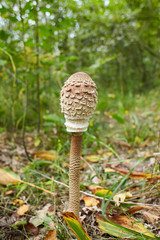 Mushroom umbrella growing in the grass in the forest