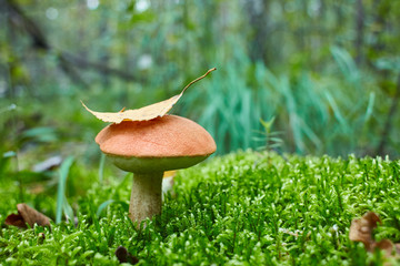 Leccinum vulpinum, or Red-Capped Bolete, growing in the forest. Space for text