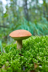 Leccinum vulpinum, or Red-Capped Bolete, growing in the forest. Space for text