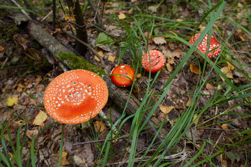 Amanita muscaria, commonly known as the fly agaric or fly amanita, is a mushroom and psychoactive basidiomycete fungus, one of many in the genus Amanita. Space for text