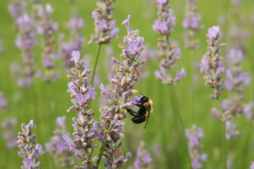 bumblebee lavender