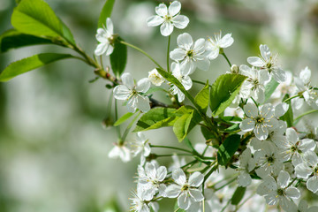 Spring cherry blossom