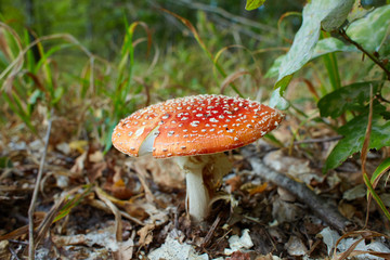 Amanita muscaria, commonly known as the fly agaric or fly amanita, is a mushroom and psychoactive basidiomycete fungus, one of many in the genus Amanita. Space for text