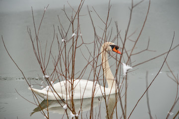 Obraz premium Łabędź na jeziorze w zimowy dzień