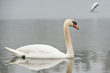 Naklejka premium Swan On a Lake On a Winter Day