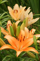 Obraz premium asiatic lily orange