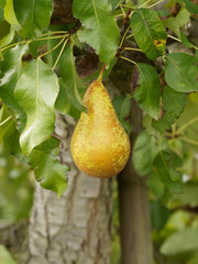 Pyrus communis - Gros plan sur une poire de table  