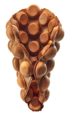 Hong kong or bubble waffle
