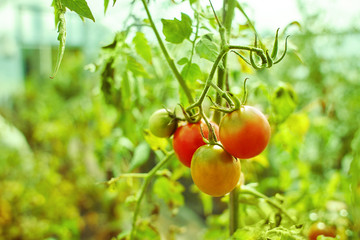 Red and green tomatoes growing on twigs. In a greenhouse. Farm of tasty red tomatoes