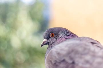 Pigeon photographed close up