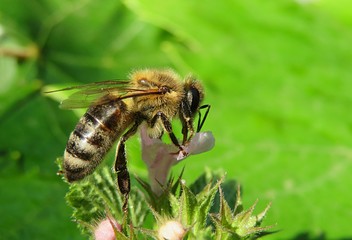 Honeybee on lamium flower in the garden on natural green leaves background, closeup