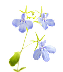 Blue flower of Lobelia erinus or Edging lobelia isolated on white background