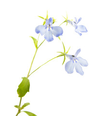 Fototapeta na wymiar Blue flower of Lobelia erinus or Edging lobelia isolated on white background
