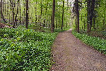 Fototapeta na wymiar Path on a green forest with wild bear's garlic blooming in spring