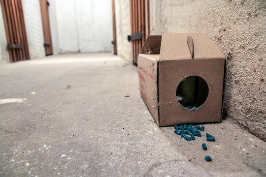 A picture of a paper rat trap with some pellets with poison outside of the box. Dangerous to touch or eat. 