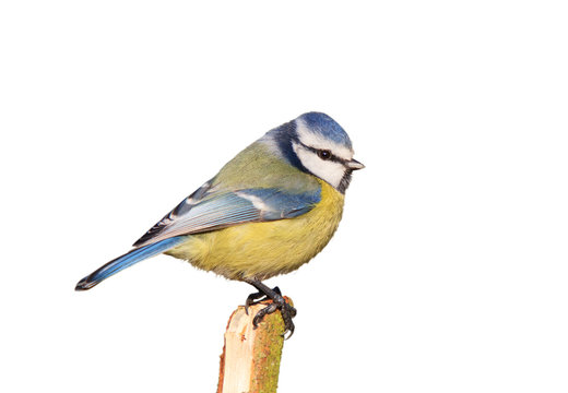 Blaumeise sitzt auf einem Ast vor einem Weissen Hintergrund freigestellt.