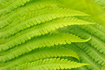 leaf of fern