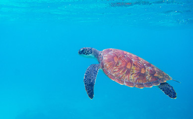 Green turtle by sea surface underwater photo. Sea turtle closeup. Oceanic animal in wild nature. Summer vacation fun