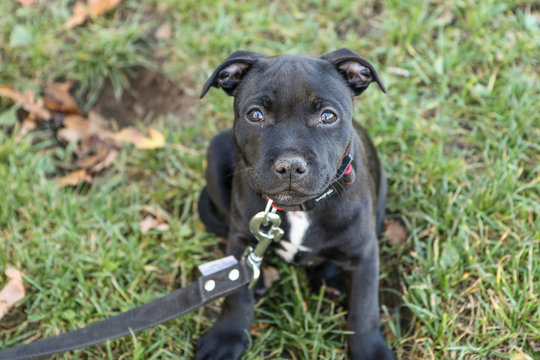 A portrait picture of a  cute puppy of the American Staffordshire Terrier. 