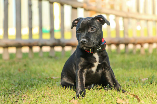 A portrait picture of a  cute puppy of the American Staffordshire Terrier. 